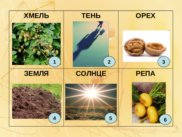 ХМЕЛЬ ЗЕМЛЯ ТЕНЬ ОРЕХ СОЛНЦЕ РЕПА 3 1 2 4 5 6