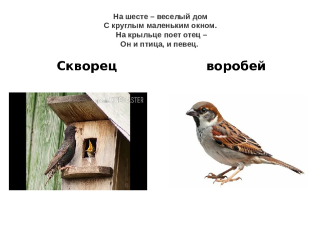 На шесте – веселый дом  С круглым маленьким окном.  На крыльце поет отец –  Он и птица, и певец.  Скворец  воробей