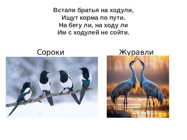 Встали братья на ходули,  Ищут корма по пути.  На бегу ли, на ходу ли  Им с ходулей не сойти.   Сороки Журавли