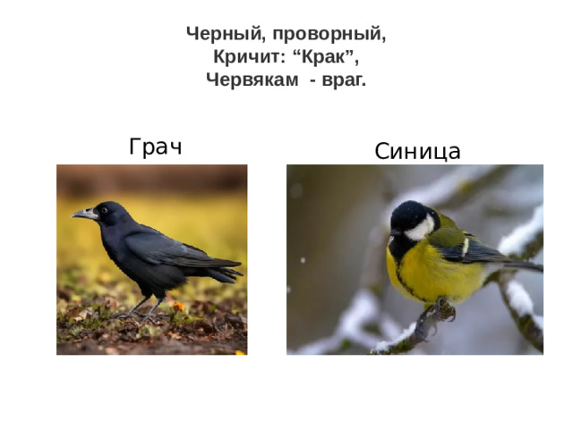 Черный, проворный,  Кричит: “Крак”,  Червякам - враг.   Грач Синица