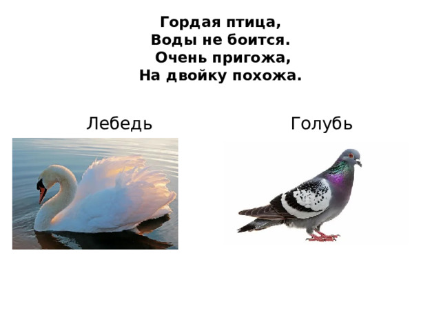 Гордая птица,  Воды не боится.  Очень пригожа,  На двойку похожа.   Лебедь Голубь