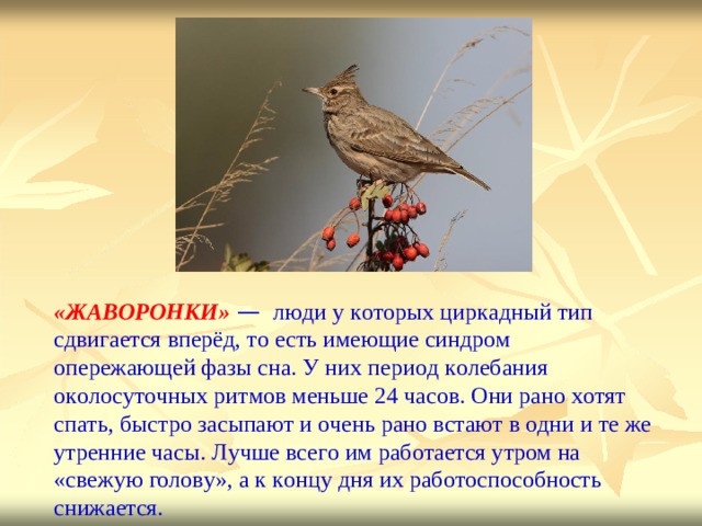 « Ж А В ОР О Н К И»  —  л ю ди  у  к о т орых  цир к адный  т и п  сдви г а е т ся  вперёд, т о ес т ь  име ющ ие  син д ром  о п ер е жаю щ ей  ф а зы  сна. У них п е р и о д  к о л е б ания  о к о л о с у т о чных  ритмов  м е ньше  24  ча с о в . Они  рано  х о т я т с п а ть,  бы с тро  за с ы п а ю т  и  о чень  рано в с т а ю т  в  о д н и  и  т е же  у т ренние  ча с ы. Л у ч ше  в с е г о  им  ра б о т а е т ся у т ром  на  « с в е ж ую  го л о в у », а к  к онцу  д н я  и х  ра б о т о с п о с обно с ть  снижа е т ся.