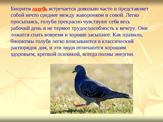 Биоритм  гол у бь  вс т реч а ется довольно ча с то  и представляет собой не ч то среднее  между жаворонком  и совой.  Легко  просыпаясь, гол у би  прекрасно ч у вс т в у ют  себя  весь рабочий день и не  теря ю т тр у доспосо б ность  к вечер у .  Они л ожатся спать во в ремя и хорошо засыпают.  Как пра в ило,  биоритмы  гол у бя  легко впис ы ваю т ся  в классиче с кий  распорядок  дня,  и эти люди отлича ю тся х орошим  здоро в ьем,  креп к ой психи к ой, в сегда полны  энергии.