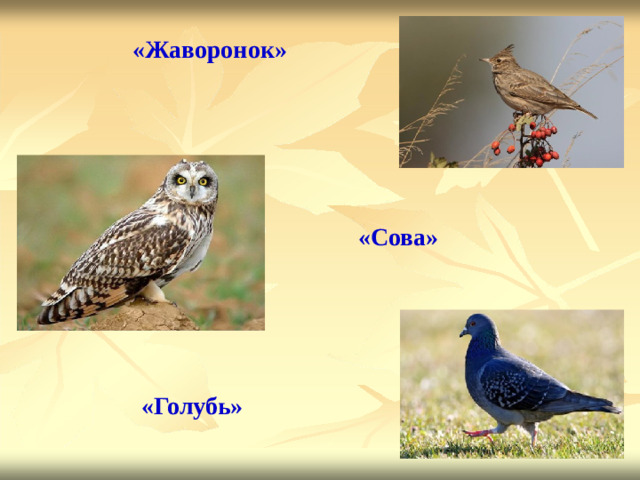 «Жаворонок»   «Сова»   «Голубь»