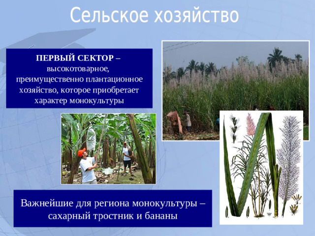 ПЕРВЫЙ СЕКТОР – высокотоварное, преимущественно плантационное хозяйство, которое приобретает характер монокультуры Важнейшие для региона монокультуры – сахарный тростник и бананы