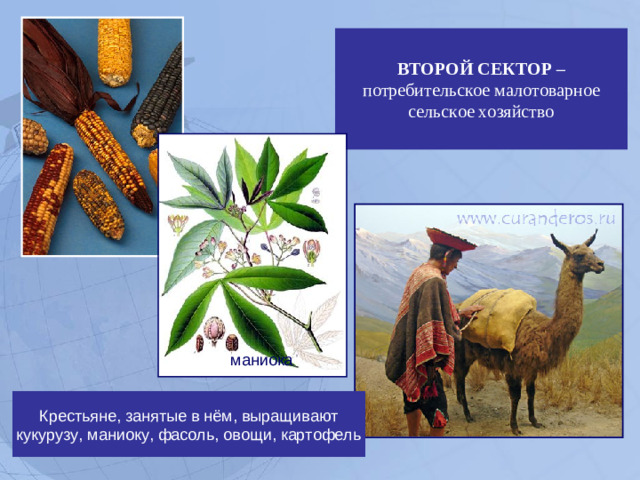 ВТОРОЙ СЕКТОР – потребительское малотоварное сельское хозяйство маниока маниока Крестьяне, занятые в нём, выращивают кукурузу, маниоку, фасоль, овощи, картофель