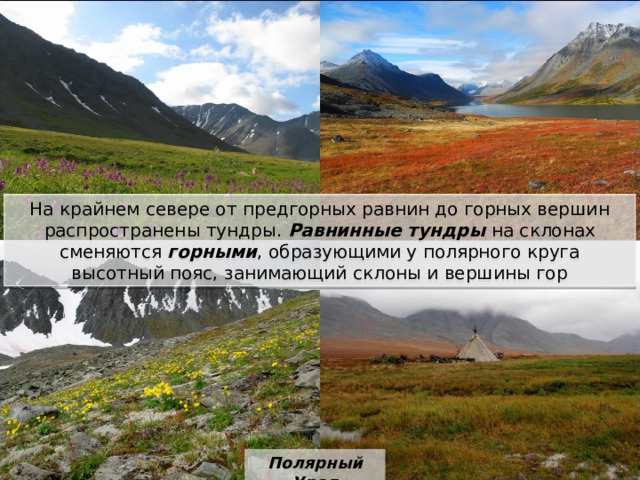 На крайнем севере от предгорных равнин до горных вершин распространены тундры. Равнинные тундры на склонах сменяются горными , образующими у полярного круга высотный пояс, занимающий склоны и вершины гор Полярный Урал