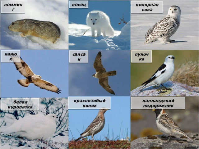 лемминг песец полярная сова канюк пуночка сапсан краснозобый конек лапландский подорожник белая куропатка
