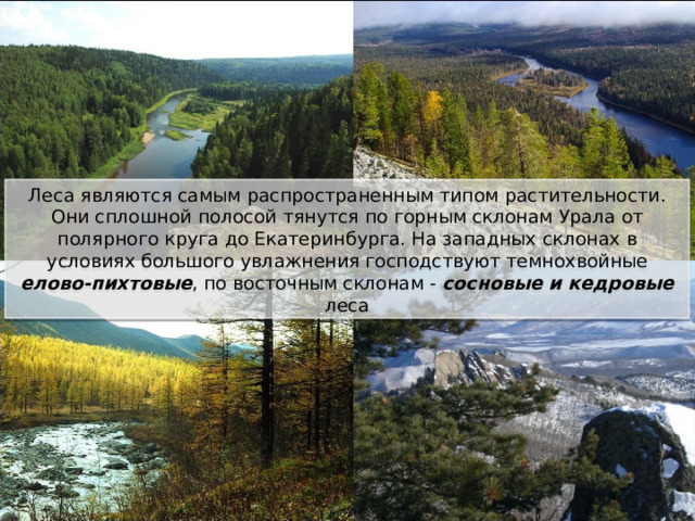 Леса являются самым распространенным типом растительности. Они сплошной полосой тянутся по горным склонам Урала от полярного круга до Екатеринбурга. На западных склонах в условиях большого увлажнения господствуют темнохвойные елово-пихтовые , по восточным склонам - сосновые и кедровые леса