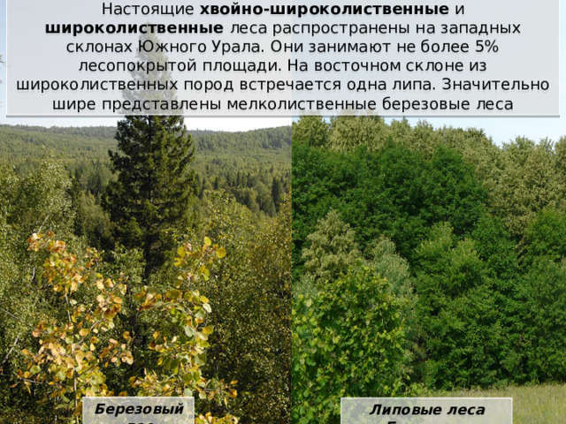 Настоящие хвойно-широколиственные и широколиственные леса распространены на западных склонах Южного Урала. Они занимают не более 5% лесопокрытой площади. На восточном склоне из широколиственных пород встречается одна липа. Значительно шире представлены мелколиственные березовые леса Березовый лес Липовые леса Башкирии