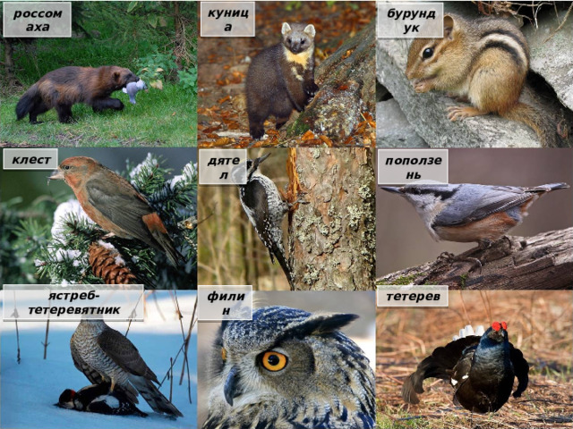 куница россомаха бурундук клест поползень дятел ястреб-тетеревятник филин тетерев