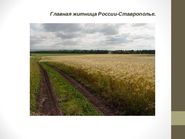 Главная житница России-Ставрополье.