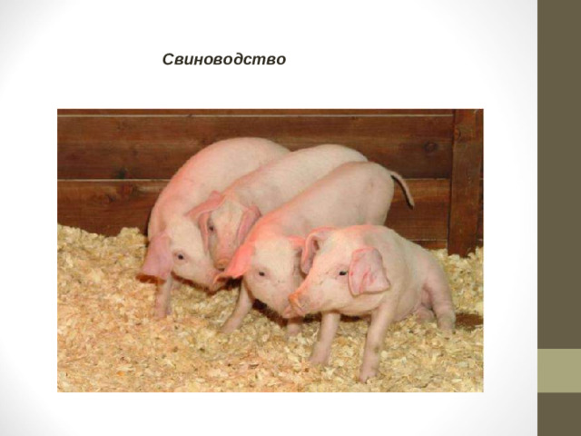 Свиноводство