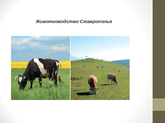 Животноводство Ставрополья