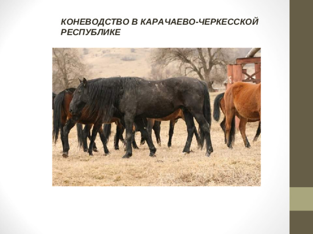 КОНЕВОДСТВО В КАРАЧАЕВО-ЧЕРКЕССКОЙ РЕСПУБЛИКЕ