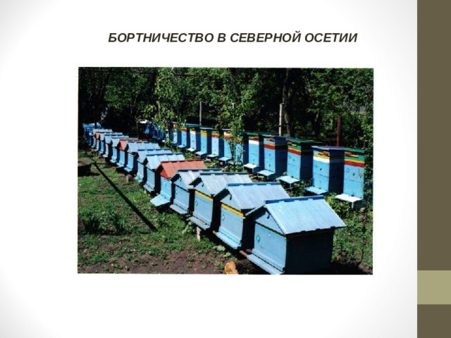БОРТНИЧЕСТВО В СЕВЕРНОЙ ОСЕТИИ