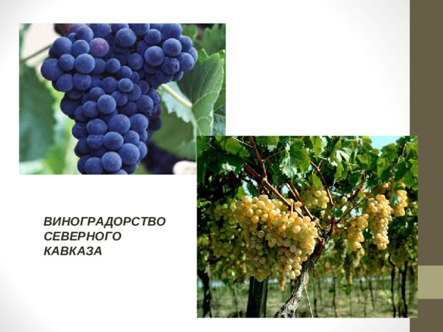 ВИНОГРАДОРСТВО СЕВЕРНОГО КАВКАЗА
