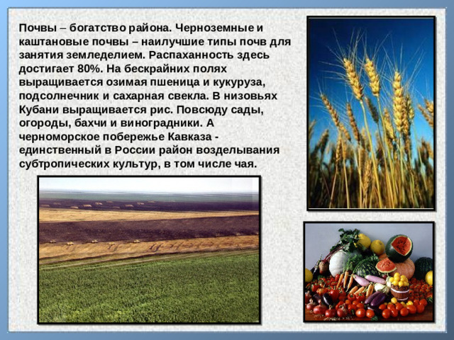 Почвы – богатство района. Черноземные и каштановые почвы – наилучшие типы почв для занятия земледелием. Распаханность здесь достигает 80%. На бескрайних полях выращивается озимая пшеница и кукуруза, подсолнечник и сахарная свекла. В низовьях Кубани выращивается рис. Повсюду сады, огороды, бахчи и виноградники. А черноморское побережье Кавказа - единственный в России район возделывания субтропических культур, в том числе чая.
