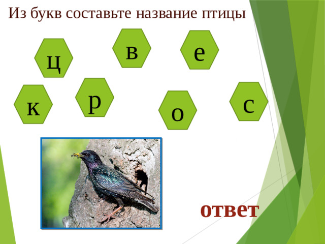 Из букв составьте название птицы в е ц р с к о ответ