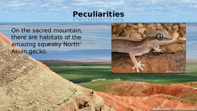Peculiarities On the sacred mountain, there are habitats of the amazing squeaky North Asian gecko.