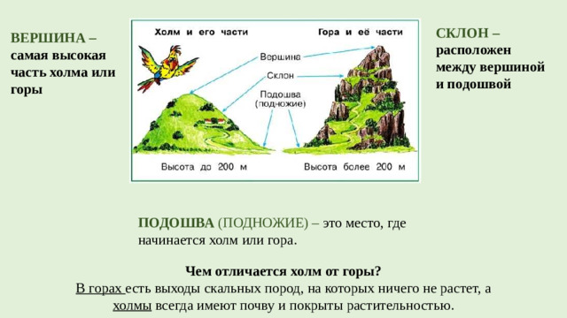 СКЛОН – расположен между вершиной и подошвой ВЕРШИНА – самая высокая часть холма или горы ПОДОШВА (ПОДНОЖИЕ) – это место, где начинается холм или гора.  Чем отличается холм от горы? В горах есть выходы скальных пород, на которых ничего не растет, а холмы всегда имеют почву и покрыты растительностью.