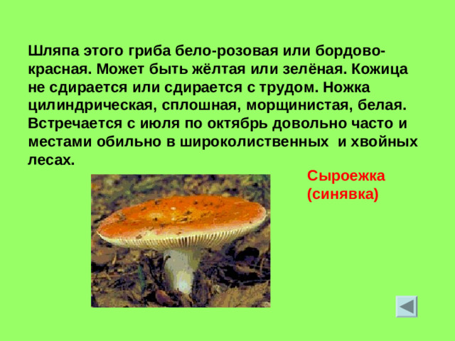 Шляпа этого гриба бело-розовая или бордово-красная. Может быть жёлтая или зелёная. Кожица не сдирается или сдирается с трудом. Ножка цилиндрическая, сплошная, морщинистая, белая. Встречается с июля по октябрь довольно часто и местами обильно в широколиственных и хвойных лесах. Сыроежка (синявка)