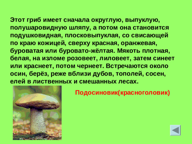 Этот гриб имеет сначала округлую, выпуклую, полушаровидную шляпу, а потом она становится подушковидная, плосковыпуклая, со свисающей по краю кожицей, сверху красная, оранжевая, буроватая или буровато-жёлтая. Мякоть плотная, белая, на изломе розовеет, лиловеет, затем синеет или краснеет, потом чернеет. Встречаются около осин, берёз, реже вблизи дубов, тополей, сосен, елей в лиственных и смешанных лесах. Подосиновик(красноголовик)