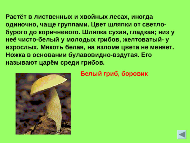 Растёт в лиственных и хвойных лесах, иногда одиночно, чаще группами. Цвет шляпки от светло-бурого до коричневого. Шляпка сухая, гладкая; низ у неё чисто-белый у молодых грибов, желтоватый- у взрослых. Мякоть белая, на изломе цвета не меняет. Ножка в основании булавовидно-вздутая. Его называют царём среди грибов. Белый гриб, боровик