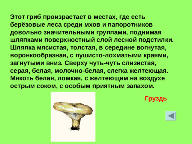 Этот гриб произрастает в местах, где есть берёзовые леса среди мхов и папоротников довольно значительными группами, поднимая шляпками поверхностный слой лесной подстилки. Шляпка мясистая, толстая, в середине вогнутая, воронкообразная, с пушисто-лохматыми краями, загнутыми вниз. Сверху чуть-чуть слизистая, серая, белая, молочно-белая, слегка желтеющая. Мякоть белая, ломкая, с желтеющим на воздухе острым соком, с особым приятным запахом. Груздь