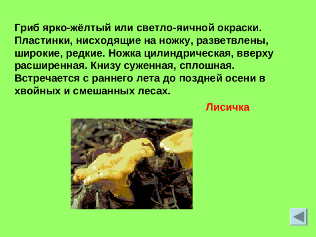 Гриб ярко-жёлтый или светло-яичной окраски. Пластинки, нисходящие на ножку, разветвлены, широкие, редкие. Ножка цилиндрическая, вверху расширенная. Книзу суженная, сплошная. Встречается с раннего лета до поздней осени в хвойных и смешанных лесах. Лисичка
