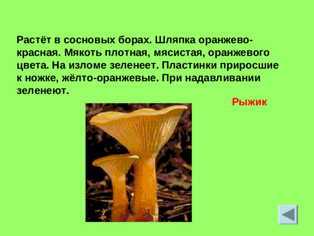 Растёт в сосновых борах. Шляпка оранжево-красная. Мякоть плотная, мясистая, оранжевого цвета. На изломе зеленеет. Пластинки приросшие к ножке, жёлто-оранжевые. При надавливании зеленеют. Рыжик
