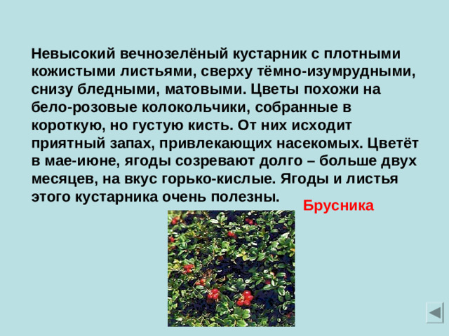 Невысокий вечнозелёный кустарник с плотными кожистыми листьями, сверху тёмно-изумрудными, снизу бледными, матовыми. Цветы похожи на бело-розовые колокольчики, собранные в короткую, но густую кисть. От них исходит приятный запах, привлекающих насекомых. Цветёт в мае-июне, ягоды созревают долго – больше двух месяцев, на вкус горько-кислые. Ягоды и листья этого кустарника очень полезны. Брусника