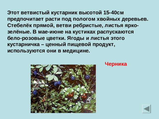 Этот ветвистый кустарник высотой 15-40см предпочитает расти под пологом хвойных деревьев. Стебелёк прямой, ветви ребристые, листья ярко-зелёные. В мае-июне на кустиках распускаются бело-розовые цветки. Ягоды и листья этого кустарничка – ценный пищевой продукт, используются они в медицине. Черника