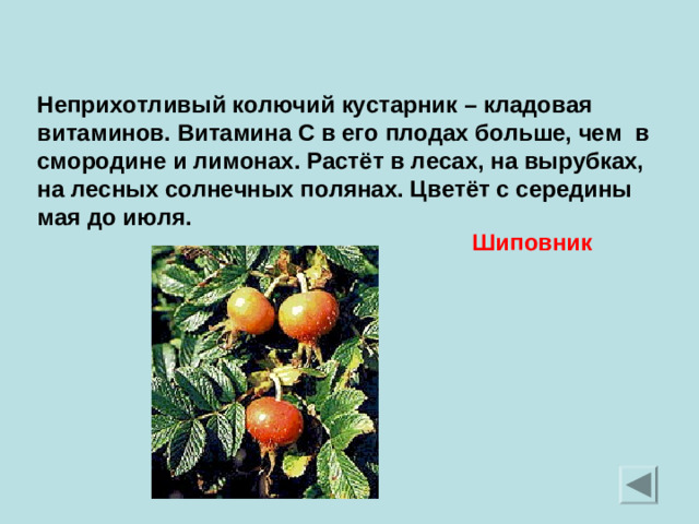 Неприхотливый колючий кустарник – кладовая витаминов. Витамина С в его плодах больше, чем в смородине и лимонах. Растёт в лесах, на вырубках, на лесных солнечных полянах. Цветёт с середины мая до июля. Шиповник