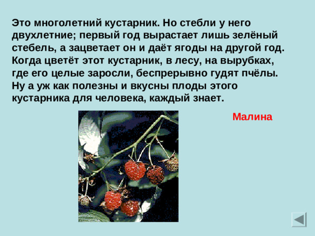 Это многолетний кустарник. Но стебли у него двухлетние; первый год вырастает лишь зелёный стебель, а зацветает он и даёт ягоды на другой год. Когда цветёт этот кустарник, в лесу, на вырубках, где его целые заросли, беспрерывно гудят пчёлы. Ну а уж как полезны и вкусны плоды этого кустарника для человека, каждый знает. Малина