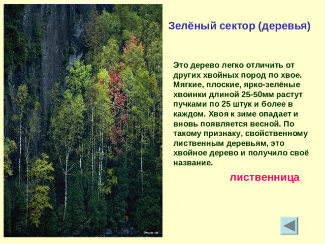 Зелёный сектор (деревья) Это дерево легко отличить от других хвойных пород по хвое. Мягкие, плоские, ярко-зелёные хвоинки длиной 25-50мм растут пучками по 25 штук и более в каждом. Хвоя к зиме опадает и вновь появляется весной. По такому признаку, свойственному лиственным деревьям, это хвойное дерево и получило своё название. лиственница