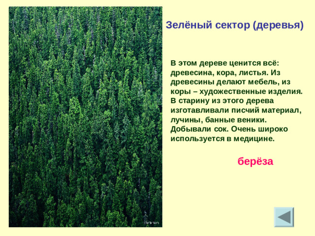 Зелёный сектор (деревья) В этом дереве ценится всё: древесина, кора, листья. Из древесины делают мебель, из коры – художественные изделия. В старину из этого дерева изготавливали писчий материал, лучины, банные веники. Добывали сок. Очень широко используется в медицине. берёза