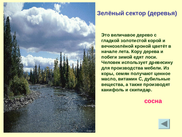 Зелёный сектор (деревья) Это величавое дерево с гладкой золотистой корой и вечнозелёной кроной цветёт в начале лета. Кору дерева и побеги зимой едят лоси. Человек использует древесину для производства мебели. Из коры, семян получают ценное масло, витамин С, дубильные вещества, а также производят канифоль и скипидар. сосна