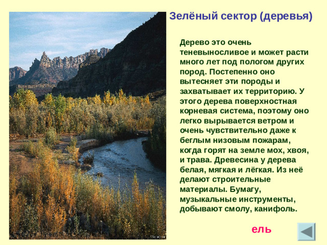 Зелёный сектор (деревья) Дерево это очень теневыносливое и может расти много лет под пологом других пород. Постепенно оно вытесняет эти породы и захватывает их территорию. У этого дерева поверхностная корневая система, поэтому оно легко вырывается ветром и очень чувствительно даже к беглым низовым пожарам, когда горят на земле мох, хвоя, и трава. Древесина у дерева белая, мягкая и лёгкая. Из неё делают строительные материалы. Бумагу, музыкальные инструменты, добывают смолу, канифоль. ель