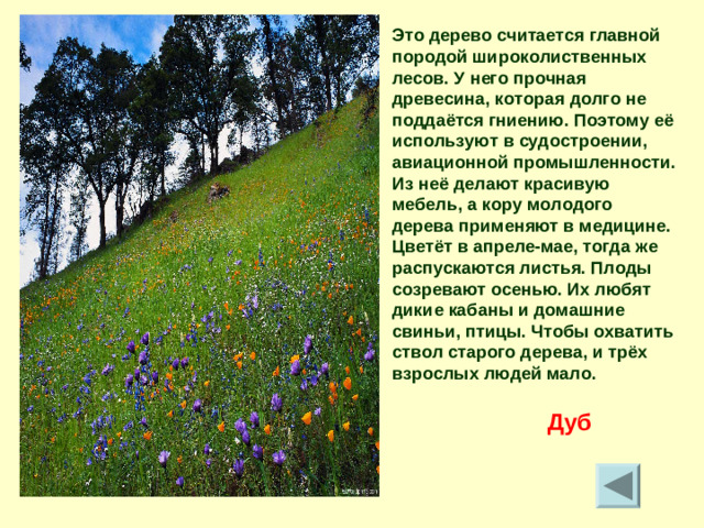 Это дерево считается главной породой широколиственных лесов. У него прочная древесина, которая долго не поддаётся гниению. Поэтому её используют в судостроении, авиационной промышленности. Из неё делают красивую мебель, а кору молодого дерева применяют в медицине. Цветёт в апреле-мае, тогда же распускаются листья. Плоды созревают осенью. Их любят дикие кабаны и домашние свиньи, птицы. Чтобы охватить ствол старого дерева, и трёх взрослых людей мало. Дуб