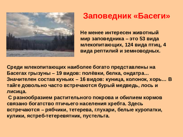 Заповедник «Басеги» Не менее интересен животный мир заповедника – это 53 вида млекопитающих, 124 вида птиц, 4 вида рептилий и земноводных. Среди млекопитающих наиболее богато представлены на Басегах грызуны – 19 видов: полёвки, белка, ондатра… Значителен состав куньих – 16 видов: куница, колонок, хорь… В тайге довольно часто встречаются бурый медведь, лось и лисица. С разнообразием растительного покрова и обилием кормов связано богатство птичьего населения хребта. Здесь встречаются – рябчики, тетерева, глухари, белые куропатки, кулики, ястреб-тетеревятник, пустельга.