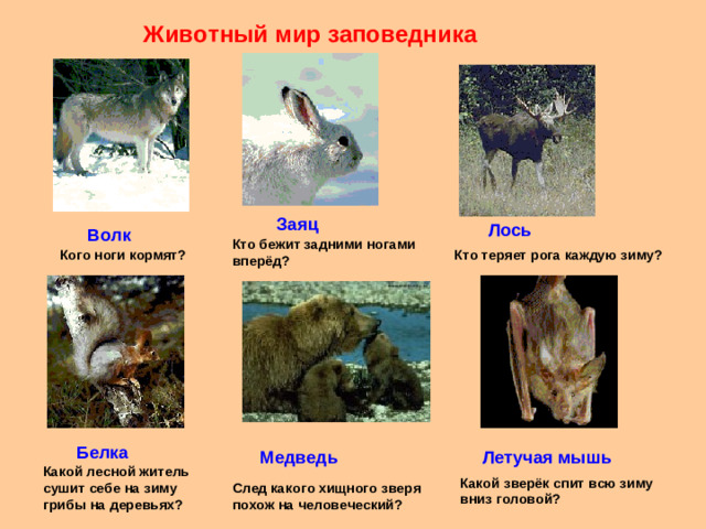 Животный мир заповедника Заяц Лось Волк Кто бежит задними ногами вперёд? Кого ноги кормят? Кто теряет рога каждую зиму? Белка Медведь Летучая мышь Какой лесной житель сушит себе на зиму грибы на деревьях? Какой зверёк спит всю зиму вниз головой? След какого хищного зверя похож на человеческий?