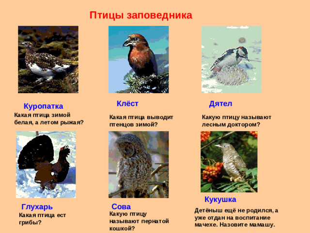 Птицы заповедника Дятел Клёст Куропатка Какая птица зимой белая, а летом рыжая? Какую птицу называют лесным доктором? Какая птица выводит птенцов зимой? Кукушка Глухарь Сова Детёныш ещё не родился, а уже отдан на воспитание мачехе. Назовите мамашу. Какую птицу называют пернатой кошкой? Какая птица ест грибы?