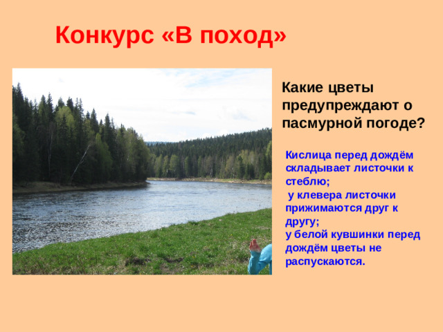 Конкурс «В поход» Какие цветы предупреждают о пасмурной погоде? Кислица перед дождём складывает листочки к стеблю; у клевера листочки прижимаются друг к другу; у белой кувшинки перед дождём цветы не распускаются.