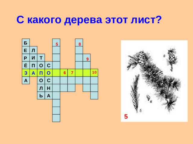 С какого дерева этот лист?  Б 8 5 Л Е Т И Р 9 С П О Ё А З П О 10 7 6 С О А Н Л А Ь 5