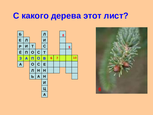 С какого дерева этот лист? Л  Б 8 И Л Е С Т И Р 9 С П Т О Ё А З В П О 10 6 7 С Е О А Н Н Л Н Ь А И Ц 6 А