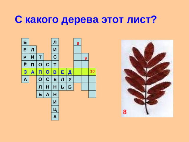 С какого дерева этот лист? Л Б  8 И Л Е Т С И Р 9 О Т Ё П С В Е О П Д А З 10 У А О Е С Л Б Ь Л Н Н Н А Ь И Ц 8 А