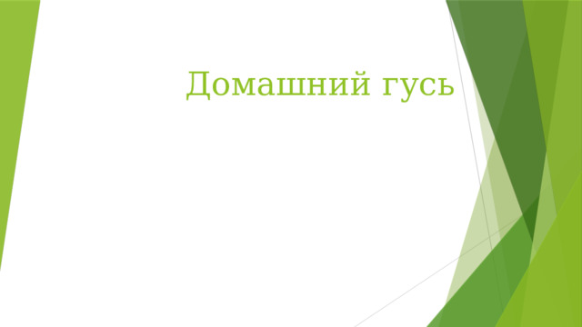 Домашний гусь