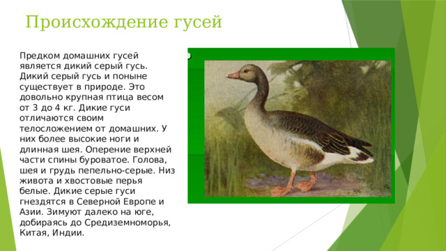 Происхождение гусей Предком домашних гусей является дикий серый гусь. Дикий серый гусь и поныне существует в природе. Это довольно крупная птица весом от 3 до 4 кг. Дикие гуси отличаются своим телосложением от домашних. У них более высокие ноги и длинная шея. Оперение верхней части спины буроватое. Голова, шея и грудь пепельно-серые. Низ живота и хвостовые перья белые. Дикие серые гуси гнездятся в Северной Европе и Азии. Зимуют далеко на юге, добираясь до Средиземноморья, Китая, Индии.