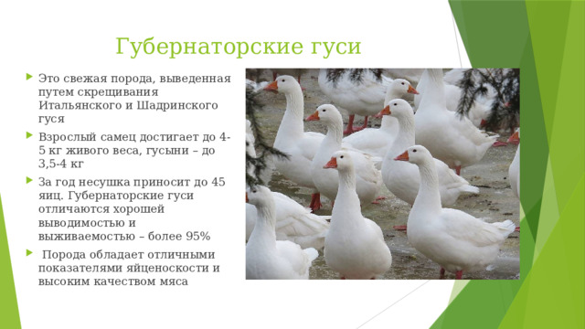 Губернаторские гуси
